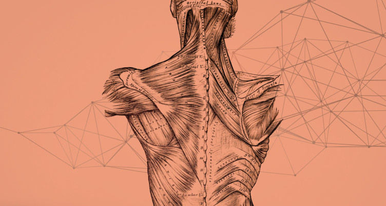 Diagrammatic-sketch-of-key-soft-tissues-in-upper-back-shoulders-and-neck